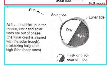 MAR 110: Lecture 16 Outline Tides 6 Spring Neap Tides About every 14 days the range of the tidal sea levels cycles through a maximum called spring tides and a minimum called neap tides as indicated