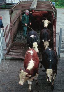 hat bandanna trailer chaps spurs boot What Is a Cattle Drive?