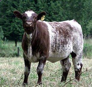 Shorthorn Cattle Co- dominance Homozygous red (RR) Homozygous white (WW) The
