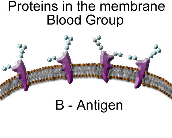 TYPE B Allele = I B Red Blood Cells have