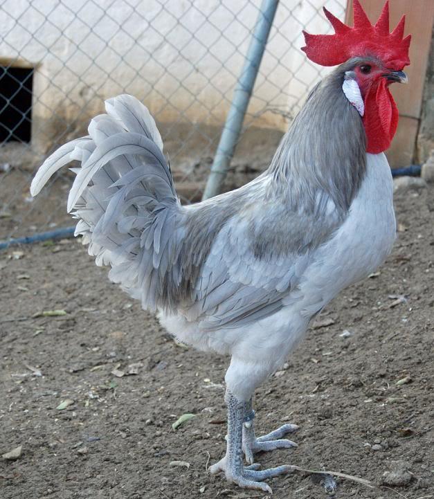 Andalusian Chickens Incomplete dominance