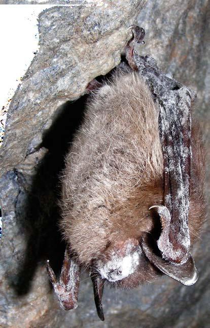 a way to treat the disease, which is almost always fatal to bats.