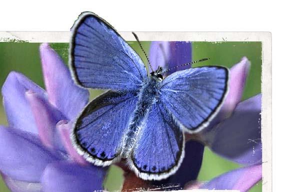 Karner Blue Butterfly The Karner blue butterfly New Hampshire s official State Butterfly, once gone from the state, lives