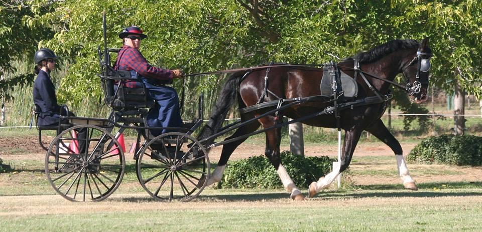 Equine Selection and Training Best horse for a para-driver is a horse that already has basics of traveling