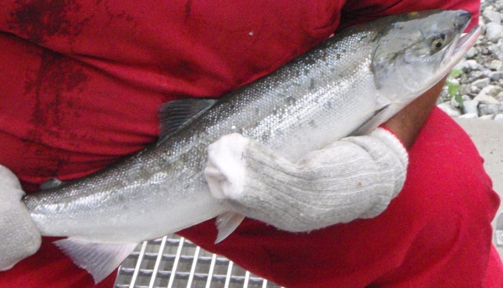 Alouette Adult Sockeye Enumeration - 2009 Prepared for: BC Hydro (Contact: