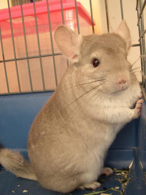 + Check for Understanding In Chinchillas, Beige is a dominant fur color.