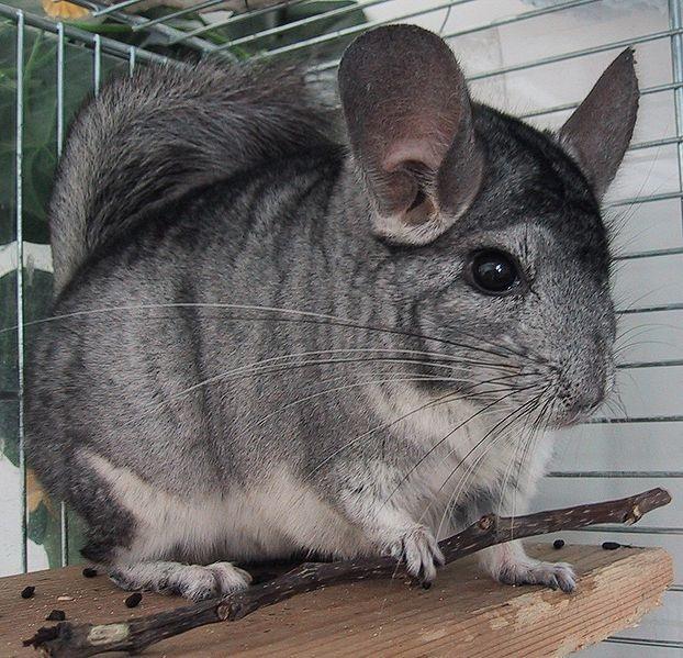 + Check for Understanding In Chinchillas, Grey is a recessive