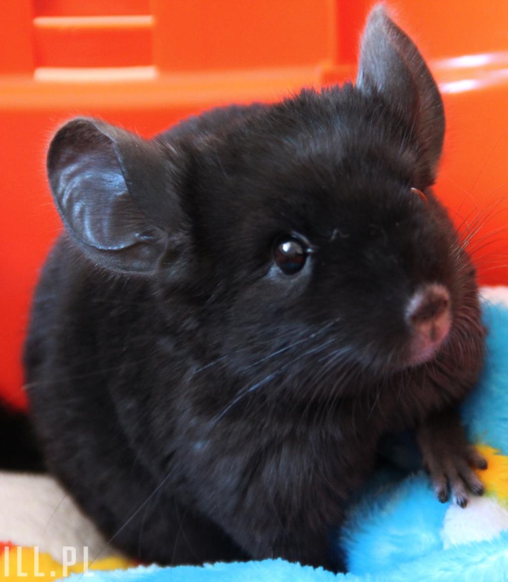 + Check for Understanding In Chinchillas, Ebony is a dominant fur