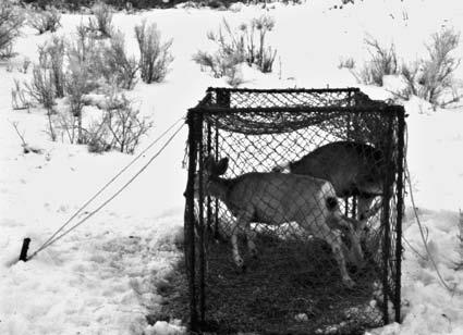 Defining Management Techniques 231 Photo by Dennis Austin A Clover deer trap is used in winter to capture deer for research and migration studies.