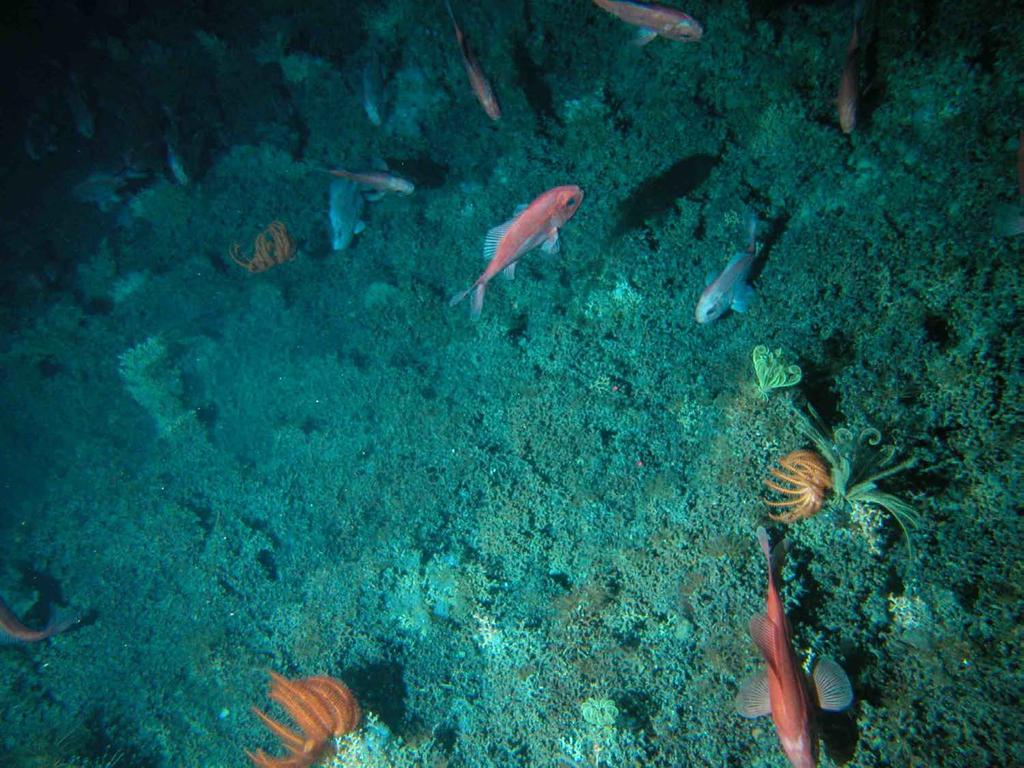 Sustainable deep-sea