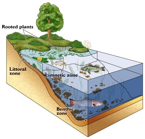 Freshwater habitat types (macrophytes) Photic zone Aphotic