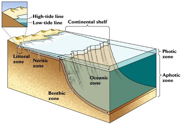 Marine habitat types