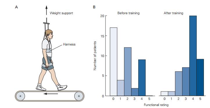 Locomotion in humans Humans with spinal cord injuries can regain some walking ability (if injury is moderate) Require a harness to ease burden of balancing Training on a