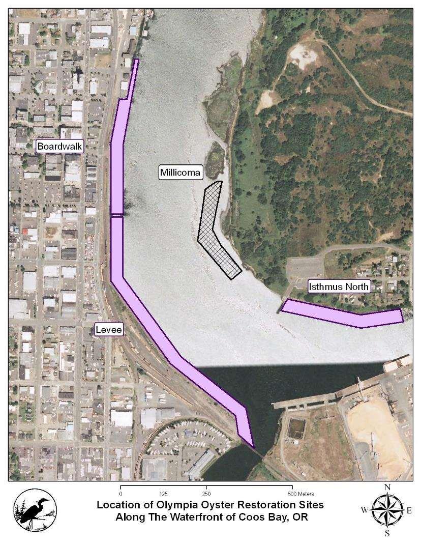 Coos Bay, Oregon: Proposed Olympia oyster restoration sites along the Millicoma shoreline near the mouth of Isthmus Slough Purple parcels indicate potential oyster restoration sites located along