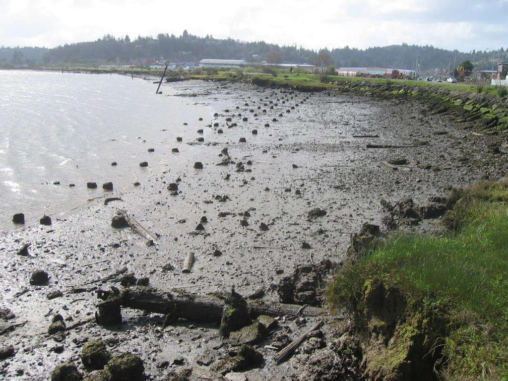 Proposed Olympia Oyster Restoration Site:
