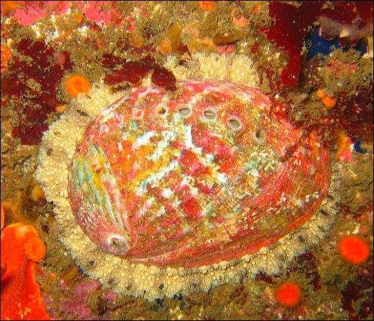 Red abalone Haliotis rufescens B.