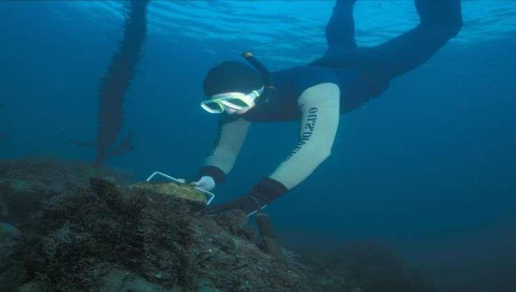 Abalone are Highly Prized by Sport Divers in Oregon