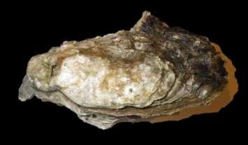 Olympia oyster Ostrea lurida Native from British Columbia to Baja California Historically extensive in Oregon estuaries Local extinction due