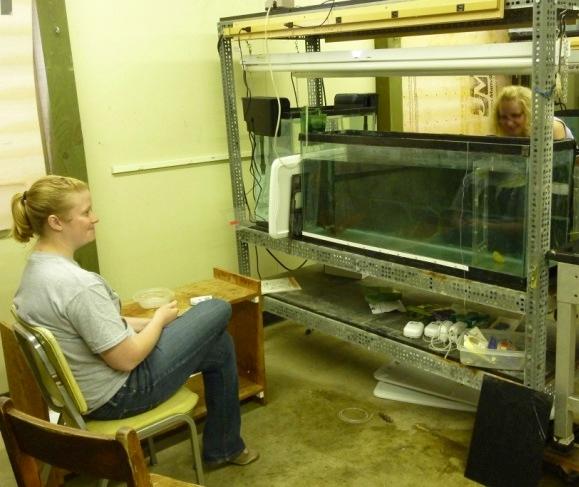 Melissa is a scientist who is interested in whether differences in young bluegill behavior changes the habitats in which they choose to search for food.