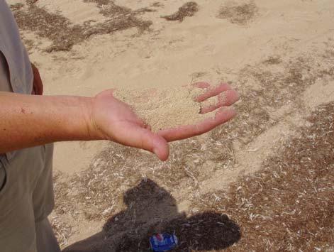 Beach material is fine graded sand with content of both fines and coarse material,