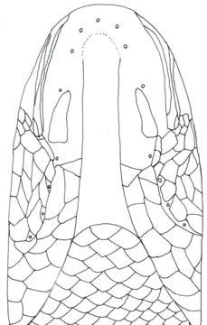 Channa marulius and b. Channa gachua showing sensory pores and sides of lower jaw.(mumf-per/0025,151.6mm SL) and (MUMF-Per/0004, 112.8mm SL) respectively. A B Caudal skeleton: (Fig.
