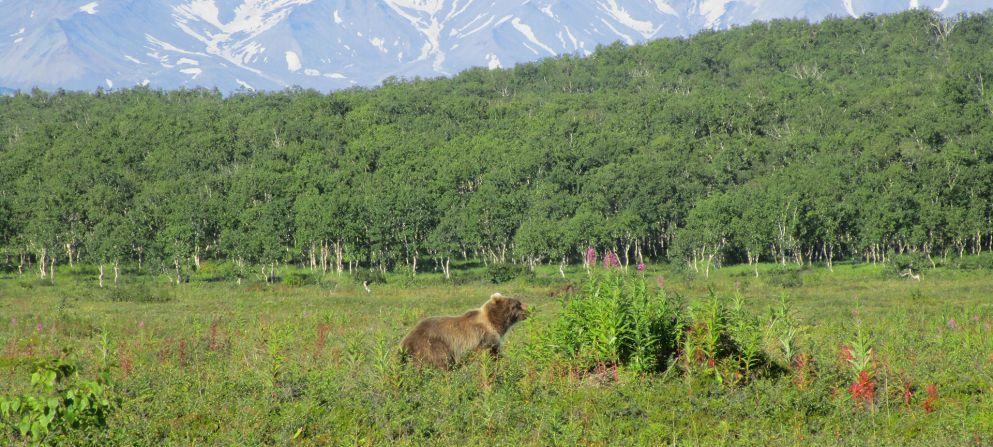 HIGHLIGHTS HIGHLIGHTS & & DESCRIPTION DESCRIPTION Bear Hunt in Kamchatka Overview HIGHLIGHTS The bear hunts of the Kamchatka peninsula in far eastern Siberia are legendary.