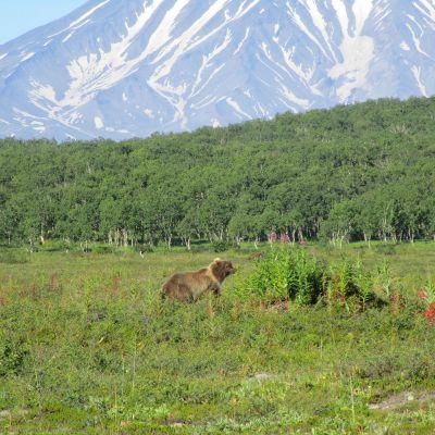 The Kamchatka Peninsula has a length of over 1,500km, stretching down from the remoteness of north eastern Siberia.