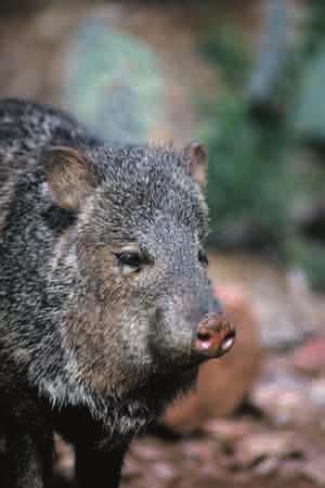 Javelina Hunts n Distribution For further information on javelina, their habitat, range, natural history, or where you can hunt them in Arizona, please visit azgfd.gov.