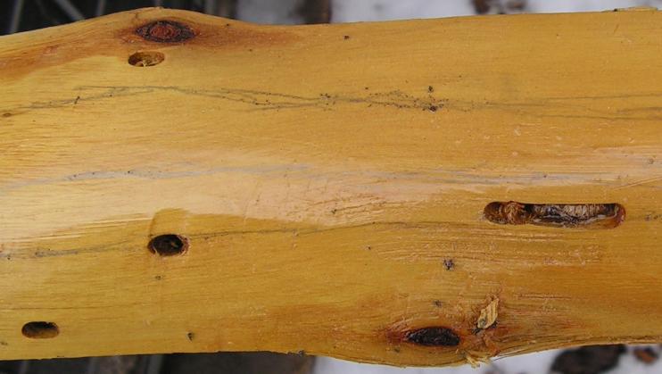 Wood wasps bore in to the bark and lay their larva in fresh cut wet wood. When the larva hatch they eat wood until they morph into wasps.