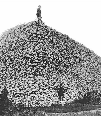 Market Hunting Leads To Control Efforts By 1871, 5 million bison killed/year Between 1868 and 1881 31 million bison killed In 1886, a complete census found only 540 bison