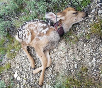 The biggest proximal cause of fawn mortality at this time was predation (9 mortalities linked to predation), with the leading predator being