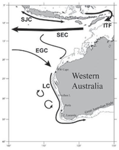 Leeuwin: Cape Leeuwin. The 200 m isobath of bottom bathymetry is shown as solid lines and the dashed lines denote the inshore wind-driven currents (Modified from Feng et al. 2003).
