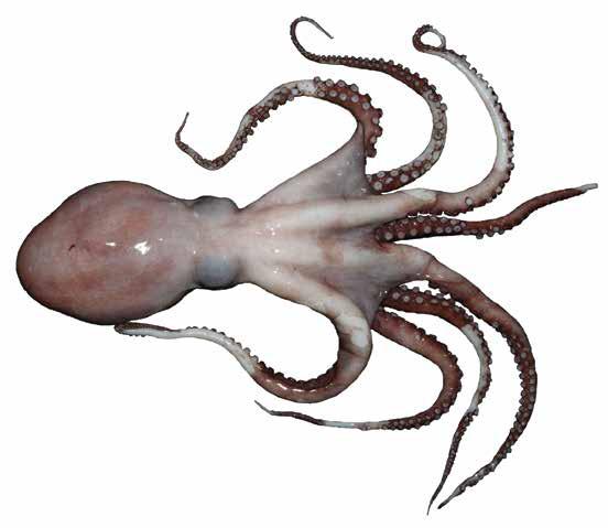 Benthoctopus berryi (BenBer) Suborder: Octopoda Incirrata Octopodidae Deepwater octopus Arms 36 x mantle length with prominent suckers Smooth skin on mantle Buccal area and ventral surface of arms