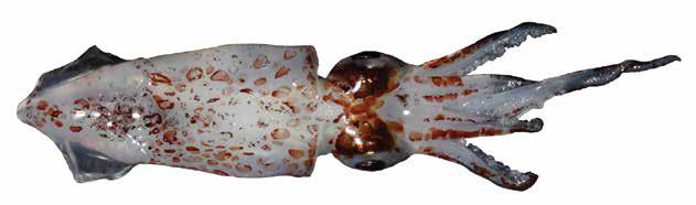 Afrololigo mercatoris (Lollig) Myopsida Suborder: Loliginidae African thumbstall squid Lolliguncula mercatoris Reddish spots on mantle, head and arms Dorsal arms short Fins small, posterior margin
