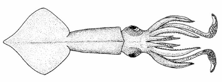 Brachioteuthis picta (BraPic) Oegopsida Suborder: Brachioteuthidae Ornate arm squid Abrupt narrowing of mantle Sausageshaped photophore on ventral surface of eye Large in, length and width ± 50% ML