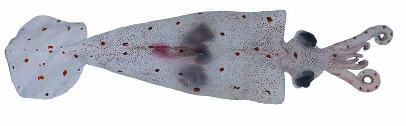 Leachia cyclura (LeaCyc) Oegopsida Suborder: Cranchiidae Leach s cranch squid One cartilaginous strip extends ventrally for 2030% of ML from apex of each funnelmantle fusion Cartilaginous dorsal keel