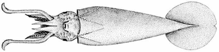 Liocranchia reinhardti (LioRei) Oegopsida Suborder: Cranchiidae Reinhart s cranch squid VENTRAL VIEW If unsure of the species, use the code Liocra for Liocranchia sp.