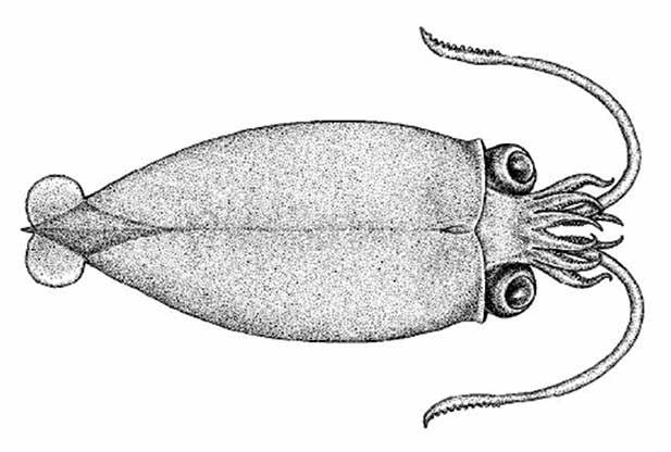 Sandalops melancholicus (SanMel) Oegopsida Suborder: Cranchiidae Melancholy cranch squid Mantle smooth, no cartilaginous tubercles Mantle fused to head dorsally and to funnel ventrally Eye