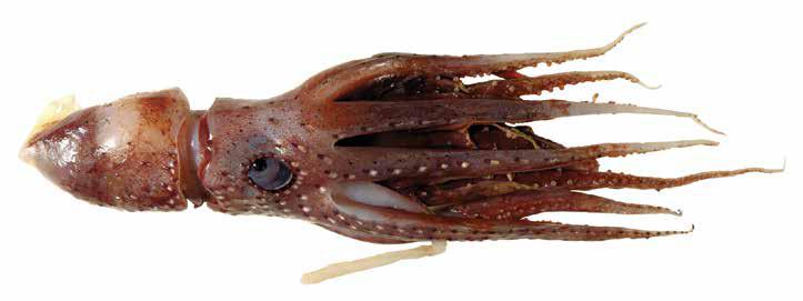 Histioteuthis bonnellii (HisBon) Oegopsida Suborder: Histioteuthidae Ornate/Bonnelli s jewel squid LATERAL VIEW Body covered with small photophores Mantle shorter than head Web extends for 50% of arm