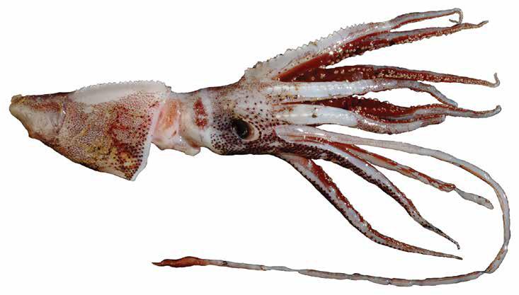 Histioteuthis meleagroteuthis (HisMel) Oegopsida Suborder: Histioteuthidae Crested jewel squid LATERAL VIEW Large cartilaginous tubercles Buccal membrane with seven lappets 30 transverse rows of
