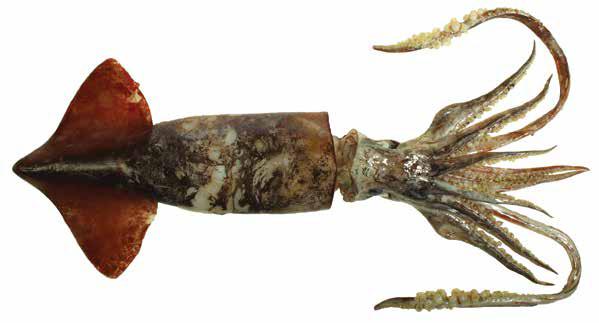 Ommastrephes bartramii (OmmBar) Oegopsida Suborder: Ommastrephidae Neon lying squid MALE: Adult females have large triangular membrane on Arms III Foveola with 58 folds Fin rhomboidal, very large and