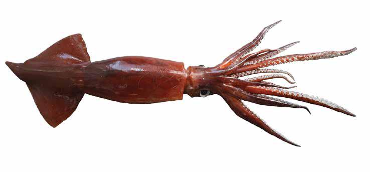 Todarodes angolensis (Toddes) Oegopsida Suborder: Ommastrephidae Angola lying squid FEMALE: Large in with short tail Foveola Sketch of funnel groove (Figure reproduced from Jereb & Roper, 2010, with