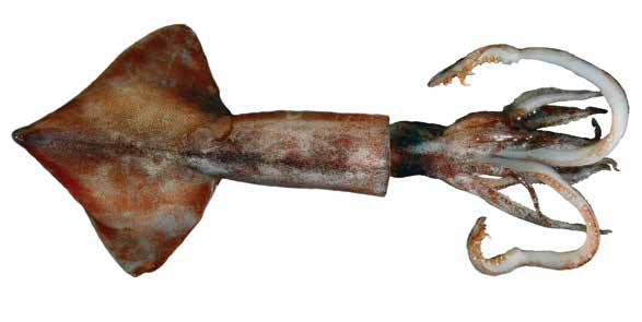 Notonykia africanae (NotAfr) Oegopsida Suborder: Onychoteuthidae Benguela clubhook squid Fin large, rhomboidal, width greater than length Mantle smooth VENTRAL (See inset): Vshaped funnel groove and