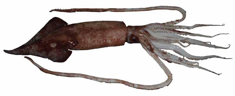 Onykia robsoni (MorRob) Oegopsida Suborder: Onychoteuthidae Warty squid Moroteuthis robsoni DORSOLATERAL VIEW Long lanceolate tail [similar O.