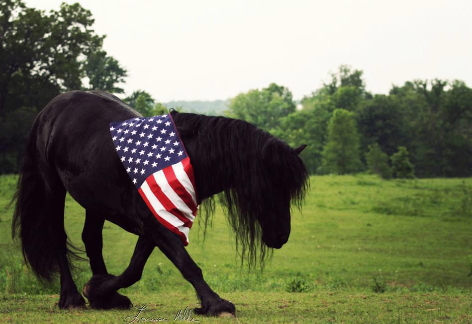 M O LL Y HIL L F A RM presents it s Summer Horse & Pony Show to honor the US Armed Forces with these special show features ««««««A R M ED FO R C E S A D U L T L