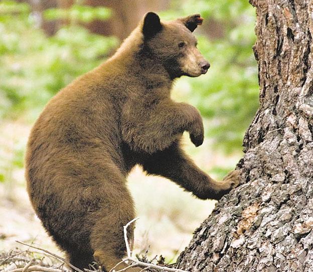 Do taxpayers pay for bear hunt?