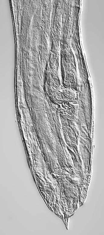 Cylicostephanus bidentatus 50 µm 5 µm 00 µm 00 µm Figure 0a. hands Figure 0b. teeth Figure 0c Figure 0d This species resembles Cylicostephanus asymetricus.