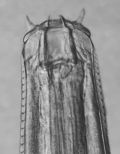 Cylicostephanus minutus 30 µm 50 µm 50 µm 3 Figure a. straight, symmetrical walls. snail antennae 3.