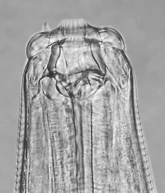 Cylicostephanus longibursatus 30 µm 50 µm 00 µm Figure 5a. parentheses Figure 5b Figure 5c.