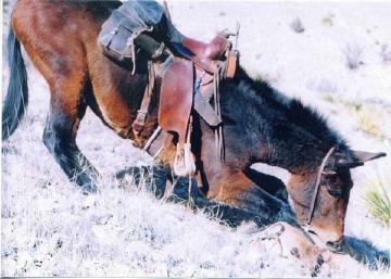 Jerry hunts mountain lions in New Mexico riding Berry, his mule.